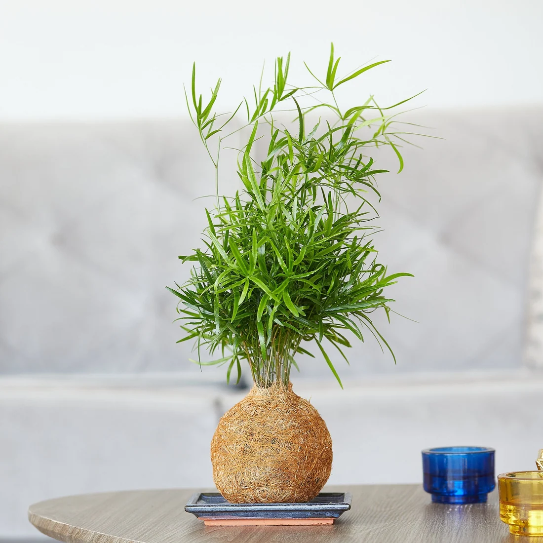 Coconut fibre kokedama with a natural brown coir ball on a display dish