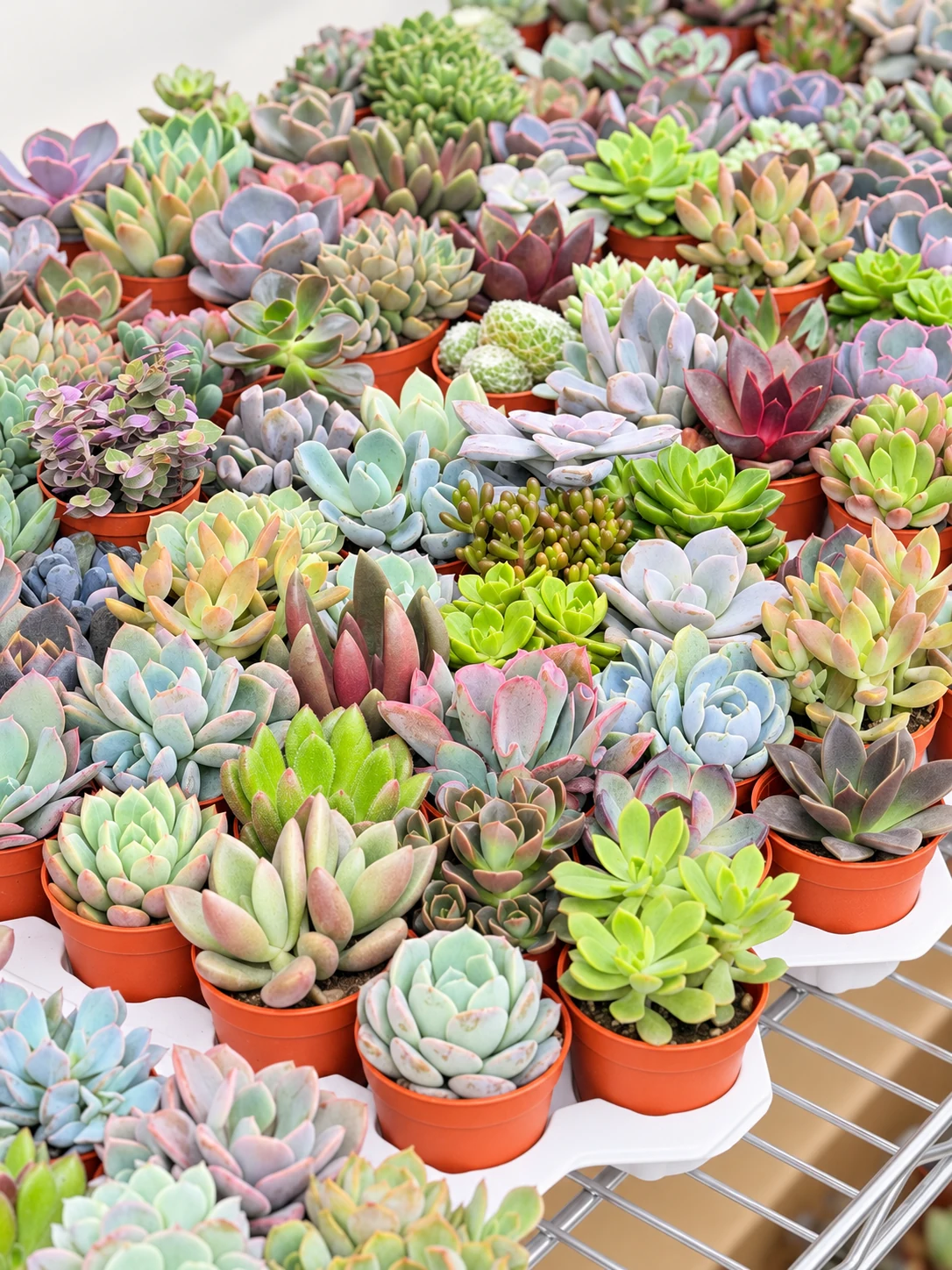 Colourful succulent collection in nursery pots, photographed for Kebun Pop